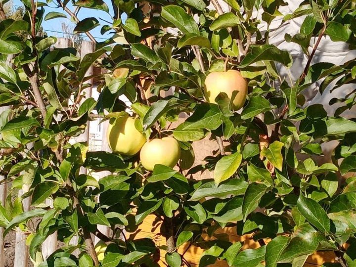 Осенняя обрезка плодовых деревьев: что нужно знать садоводу