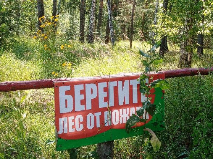 Ни одного лесного пожара не зафиксировано в Татарстане в минувшем году