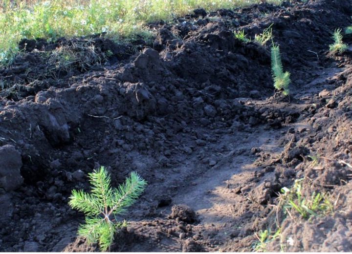 Какие работы по восстановлению леса запланированы в Татарстане на 2023 год