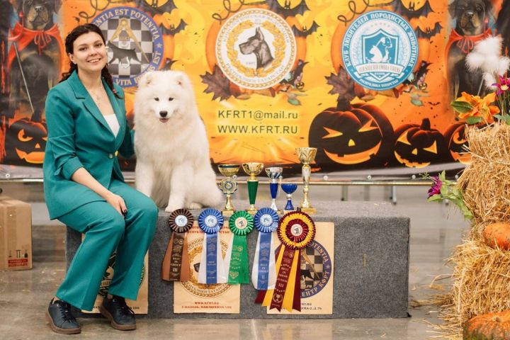 В Лаишевском районе проходят сразу три выставки собак