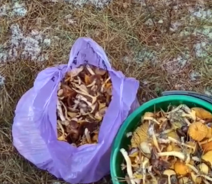 И снова публикуем видео от Светланы Буслаевой, которая найдет грибы даже после первого выпавшего снега
