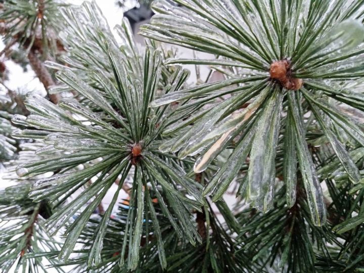 Бүген нинди көн икәнен беләсезме