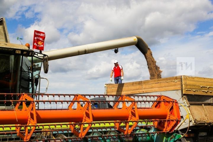 Россельхозцентр Татарстана оценил состояние посевов озимых культур