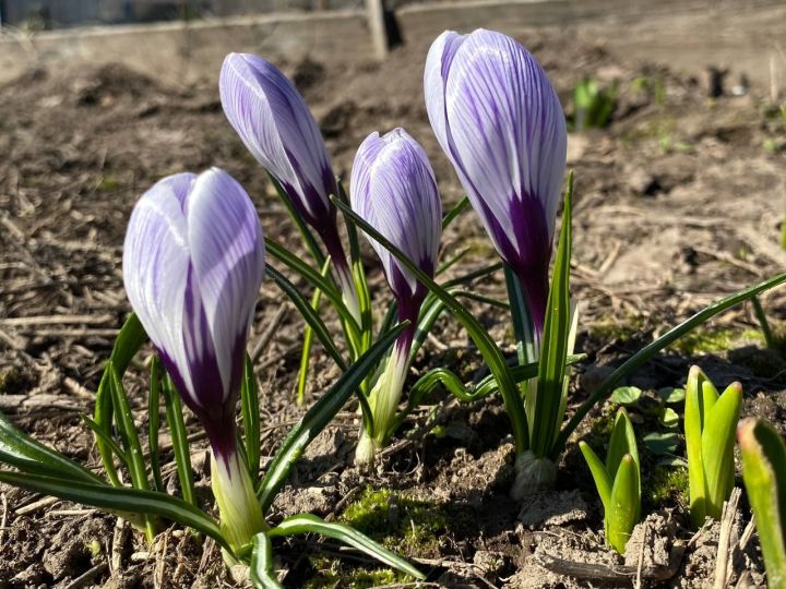 Гузель Хусаинова: как подготовить землю к посадке растений на даче