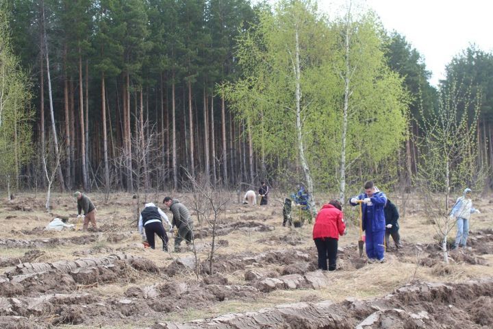 Лаеш районында меңләгән агач утыртылды