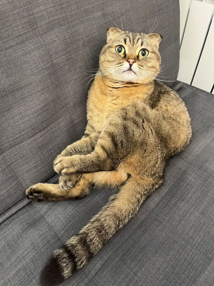 Лаеш районы җирлекләрендә котыру авыруыннан этләрне һәм мәчеләрне вакцинацияләү графигы расланды