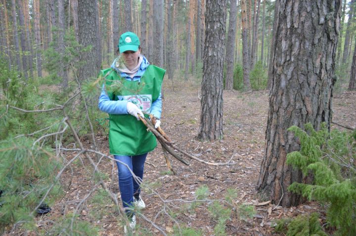 Всероссийский день посадки леса в Лаишевском районе пройдет активно