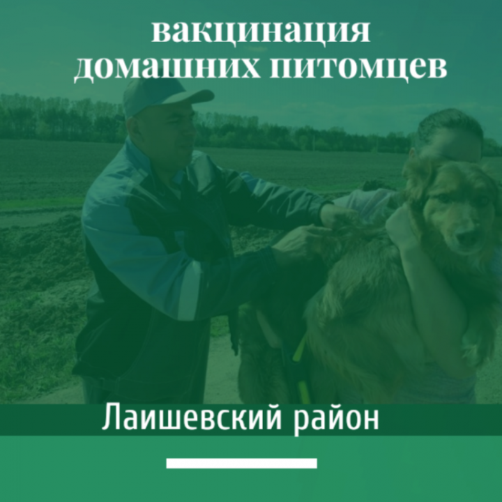 В Лаишевском районе продолжается вакцинация домашних животных против бешенства