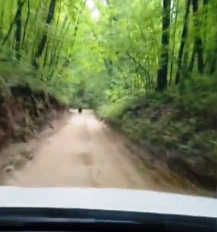 И снова медведь в Лаишевском районе – лесного зверя засняли на видео недалеко от деревни Орел