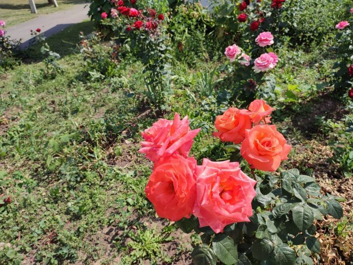 Лаеш балалар йортындагы әкияти розалар