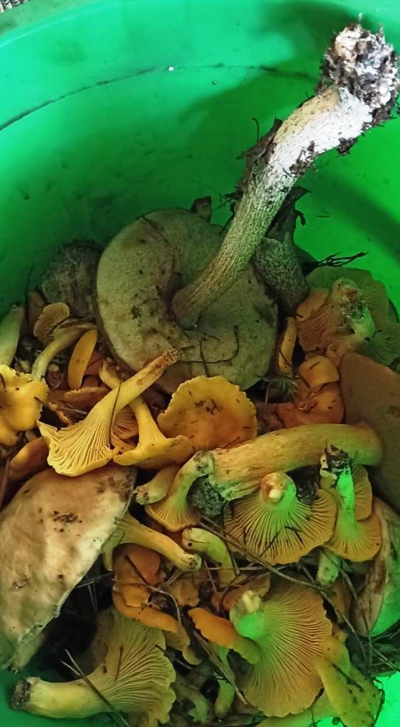В Калужской области грибы собирают ведрами