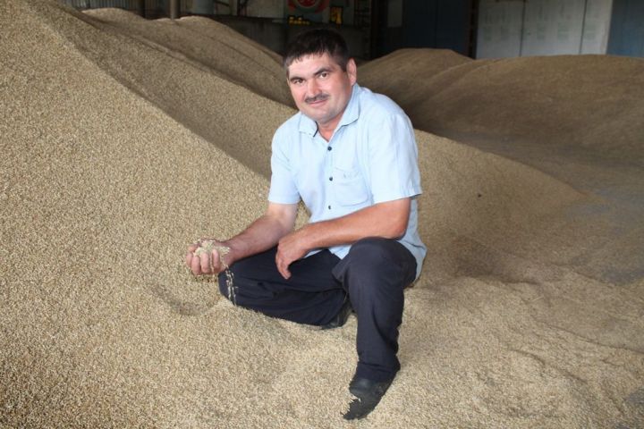 Аграрии Лаишевского района собрали более 32 тысяч тонн зерна