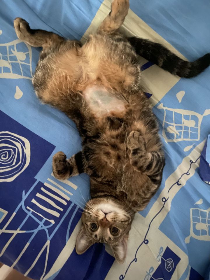 Кошка Хлоя участвует в ФОТОконкурсе «Мой питомец — просто кадр!»