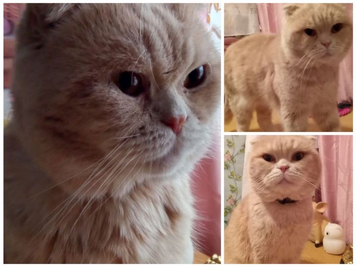 Кот Тиша участвует в ФОТОконкурсе «Мой питомец — просто кадр!»