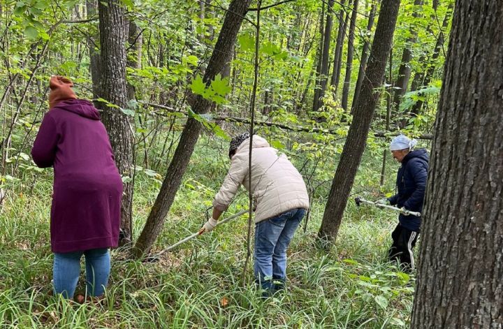 В Лаишевском районе идет борьба с непарным шелкопрядом