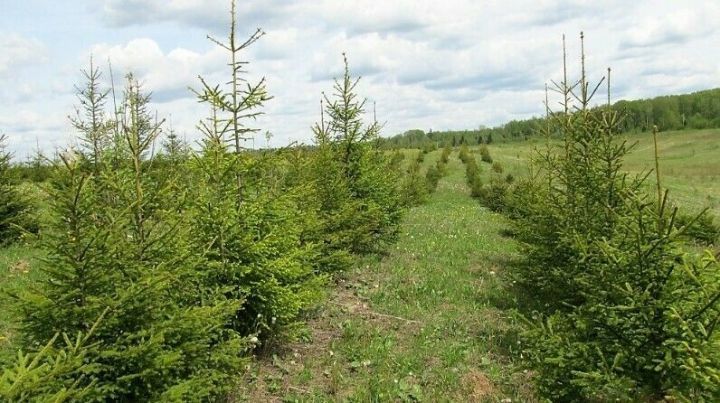 Татарстан «Экология» илкүләм проектлары буенча 3615 гектар майданда урманнар торгызылды