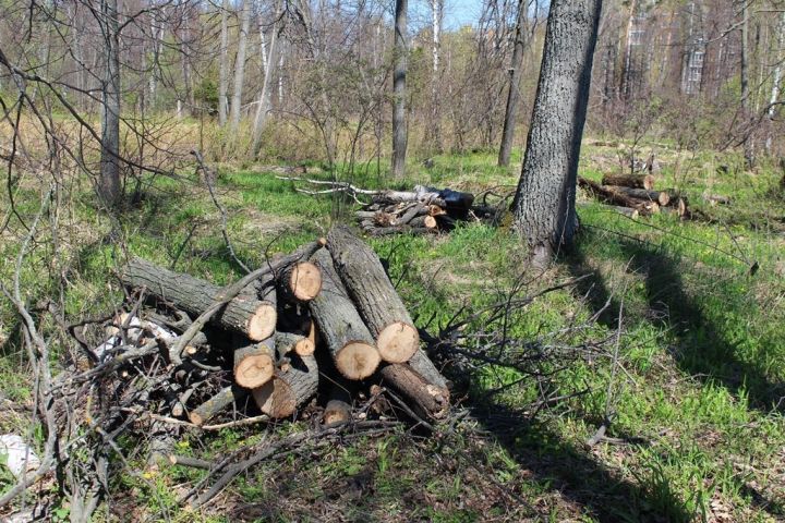 Опасность лесных пожаров в Лаишевском районе сохранится до середины сентября