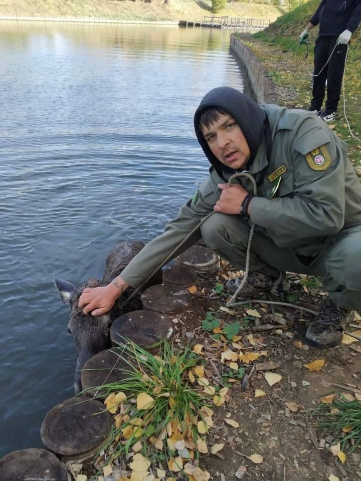 В Лаишевском районе спасли молодого лосенка, упавшего в водоем