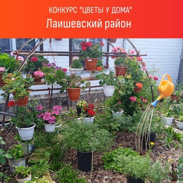 Цветы у дома: В конкурсе участвует семья Марисовых (Лаишево)