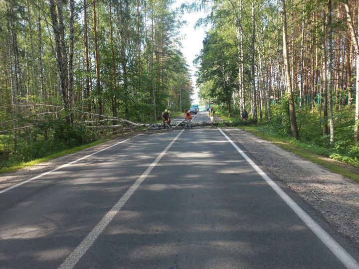 В Лаишевском районе спиливают аварийные деревья