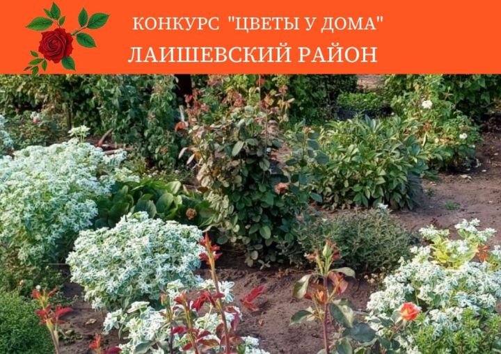 Новый участник конкурса «Цветы у дома» Линиза Гарипова показывает фото своего палисадника