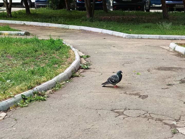 В понедельник 26 августа возможен дождь, но небольшой