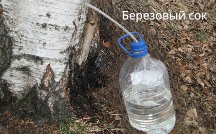 Идет сезон  «охоты» за березовым соком