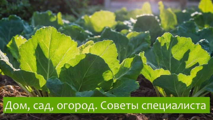 Секреты богатого урожая капусты