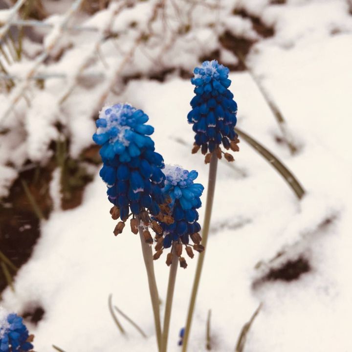 Фотографии и видео заснеженного сада