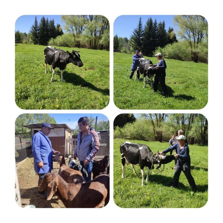 Новые правила профилактики сапа введут в Республике Татарстан