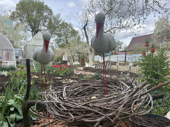 «Аисты» поселились на приусадебном участке нашей читательницы.