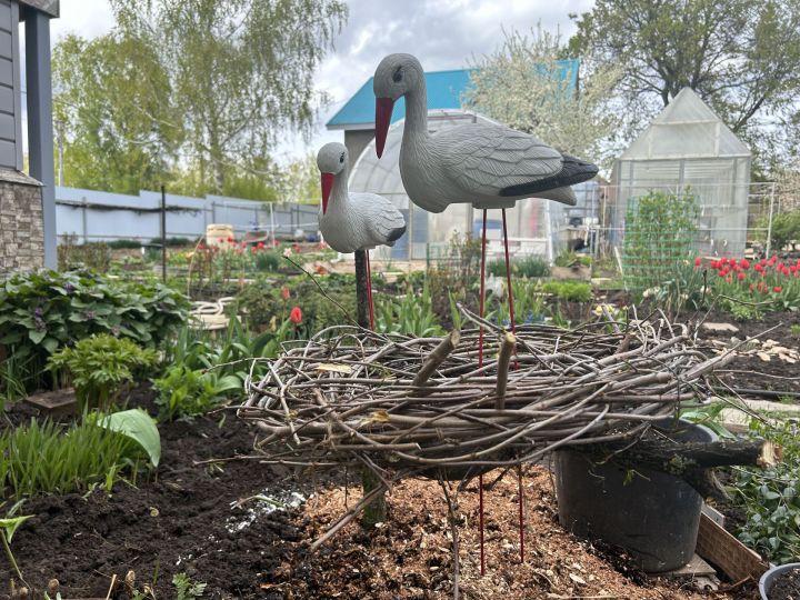 «Аисты» поселились на приусадебном участке нашей читательницы.