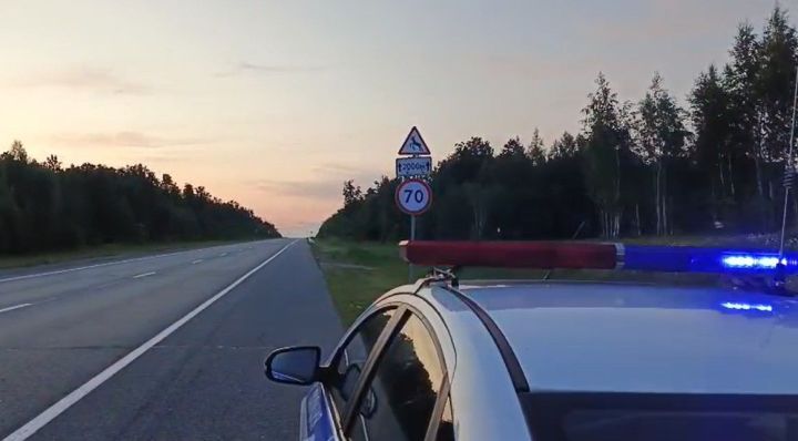 Дикий гость на дороге: косуля попала под колёса на Сорочьи Горы — Шали