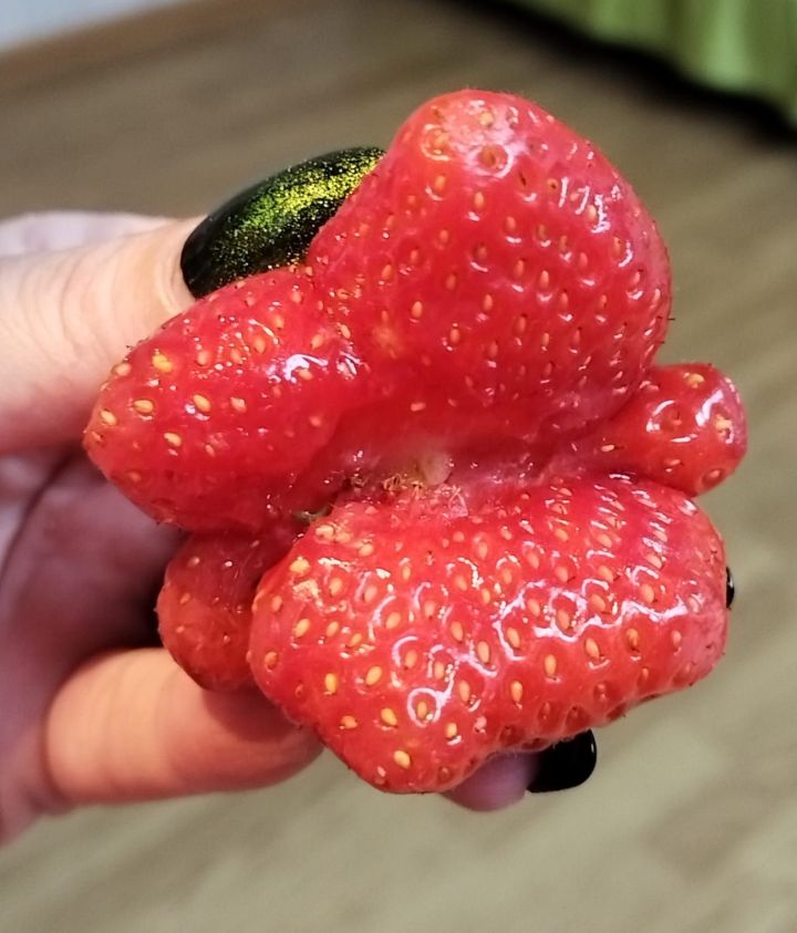 Клубника-бабочка: необычной формы ягода выросла в Лаишево