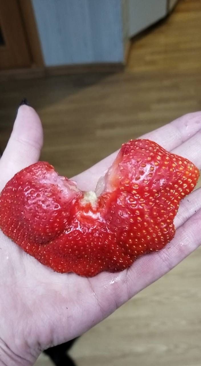 Клубника-бабочка: необычной формы ягода выросла в Лаишево