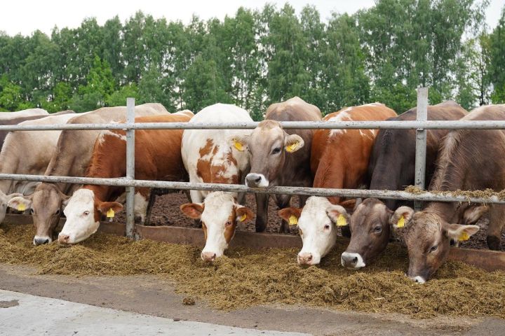 Минсельхозпрод РТ объявляет о начале приема заявок на предоставление гранта «Агростартап»