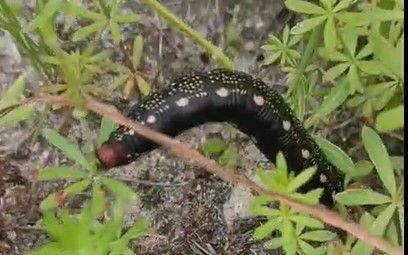 Нашествие бражников: прожорливые гости прибыли в город