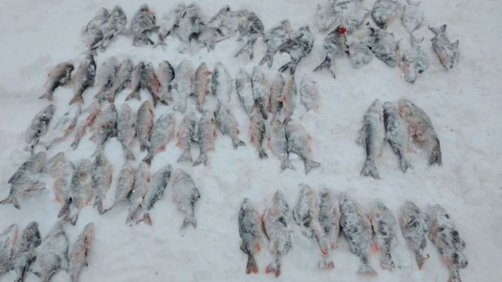На Каме задержан очередной браконьер