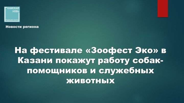 В Казани состоится инклюзивный фестиваль о собаках-героях и ответственном отношении к питомцам