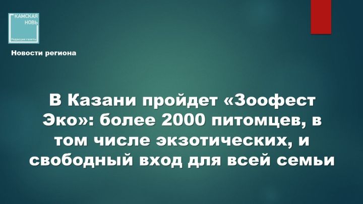 В Казани выберут новый дом для полусотни собак