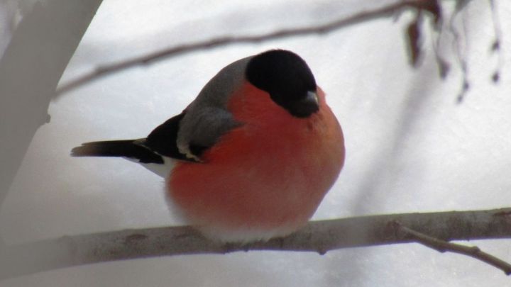 Стильная кормушка от Ольги Плотниковой