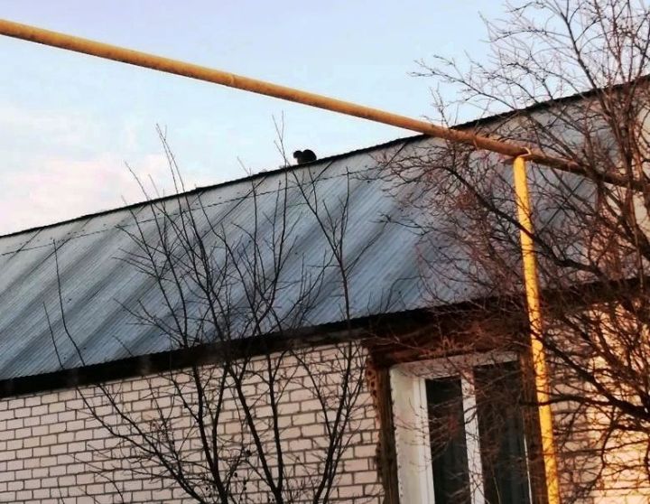 Мартовский кот встречает весну