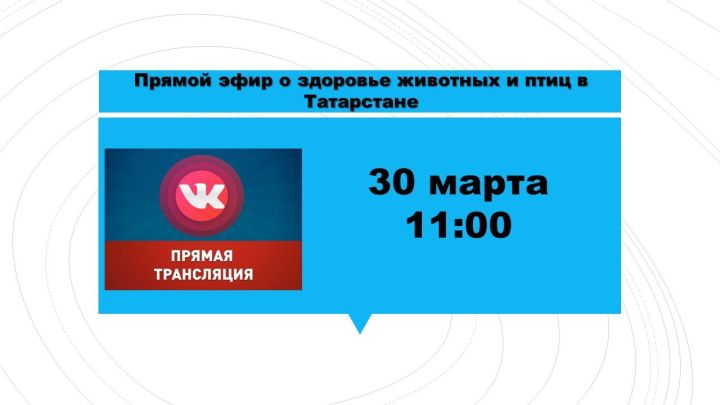 Прямой эфир о здоровье животных и птиц в Татарстане