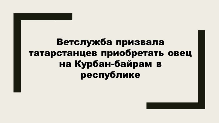 В Татарстане призвали покупать овец и баранов для Курбан-байрам внутри республики