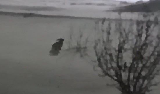 Вечерние гости: в Лаишеве зайцы вышли к людям