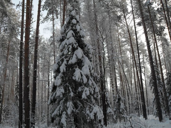 Сегодня жителей Лаишевского района ждет сильная метель