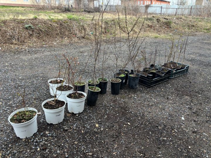 Садовый сезон в Лаишево: советы эксперта по посадке
