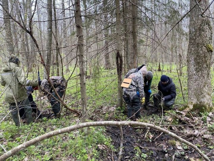 Лаеш районы эзләнүчеләре янә Мясной Борда эшли