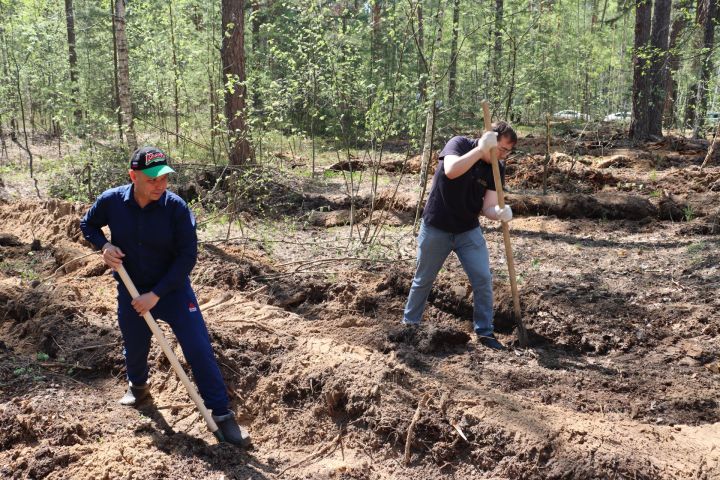 В Татарстане высадили более 1000 елей в рамках акции «Сад памяти»