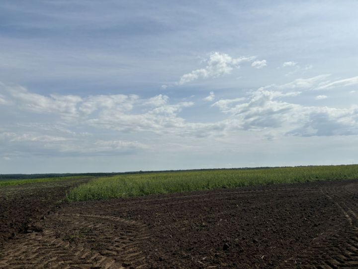 В Бутырях прошёл День поля HORSCH: современные технологии для эффективного земледелия